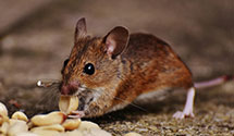 24 Hour & Emergency Exterminators in Butler, NJ